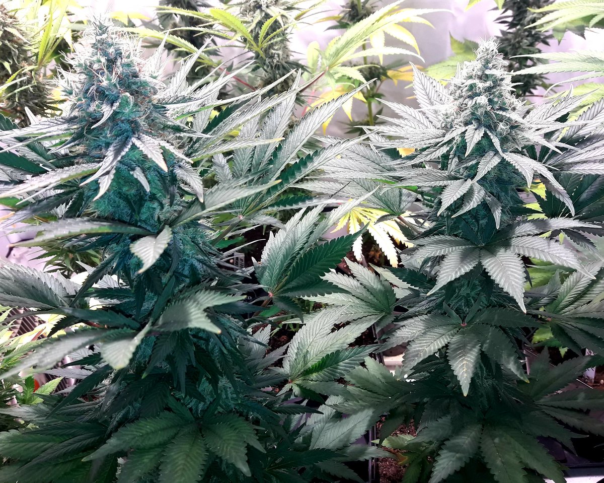 AdrycManellson's tweet photo. Pero ¿ Qué me decís de #MatanusK de @GeaSeeds bajo #LEC315Wts @LUMiiLighting #RefBlanca + #SpectronLED apoyo en #Sust #ProSoil @VitaLinkEU de @HydroGardenLtd, también sus #Flores de 45 días ?
Una imagen, cuatro 🤣🤣🤣. https://t.co/DRjwLU0Jca