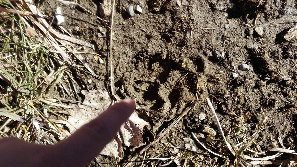 TBKindie's tweet photo. We want to know @TBKindie. Duck scat! Our guesses are Coyotes, elephants, geese, T-Rexes and maybe a tiger. What do you think? Help a class of kindies out. @MrsBeaudry1 @SCDSBey @OldManRappin @OutTeachEd @scdsboutdoors @JenCarrick9 @LongthorneJess @WILDCanadaScott @Mrs_MacRae4 https://t.co/OZGClmOi8a