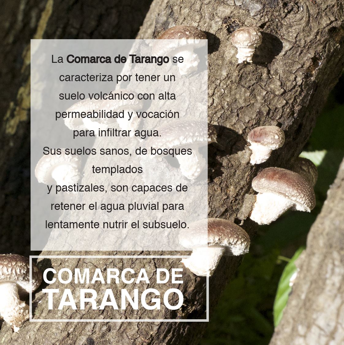 Ectagono_'s tweet photo. #BlogEctagono
La Ciudad de México tiene un grave problema con las áreas verdes, no hay suficientes para todas las personas que vivimos en esta ciudad, te invitamos a conocer más en nuestro blog.🌱
https://t.co/VyAtzxxjvN https://t.co/XqVhe85I5A