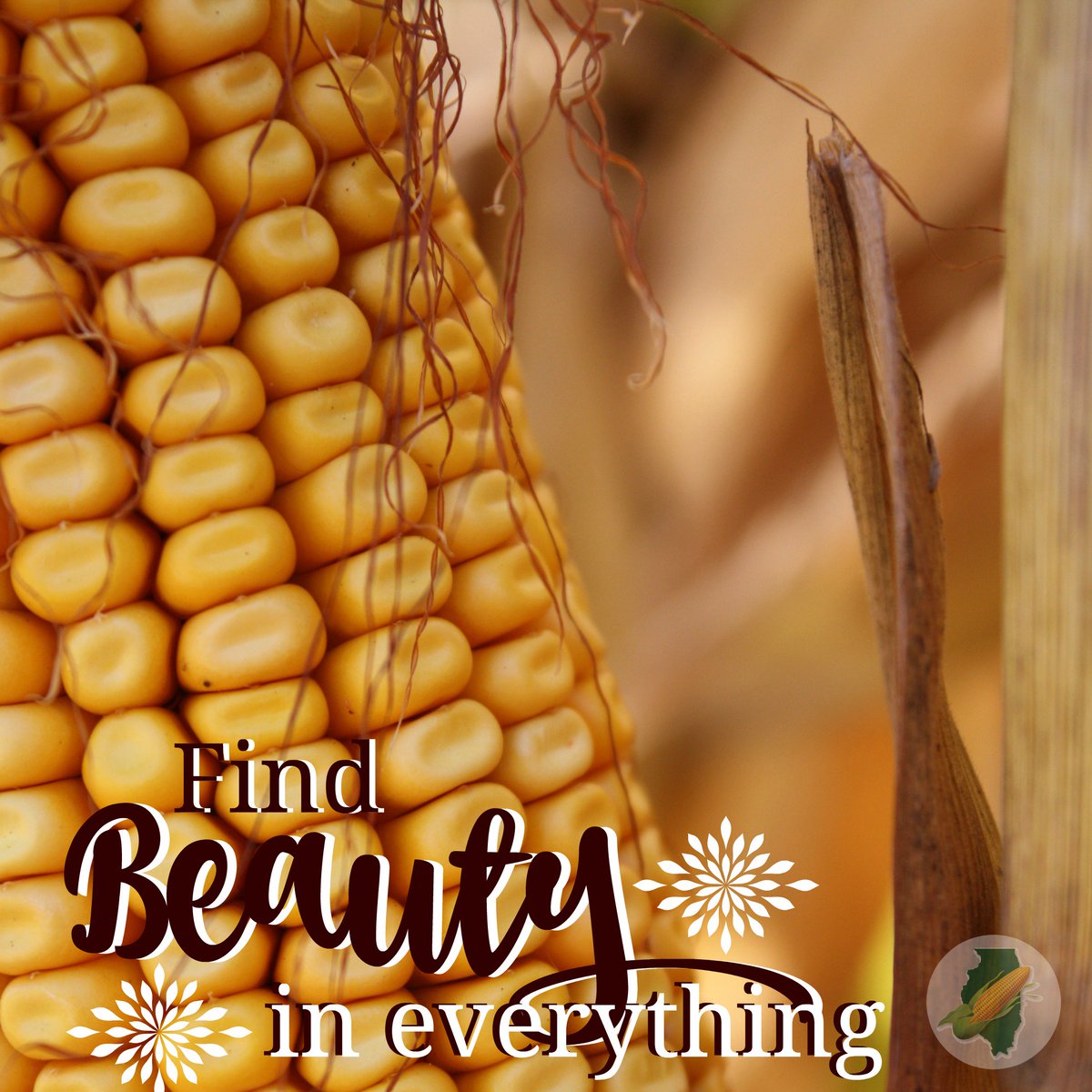 #MondayMotivation #beauty #corn