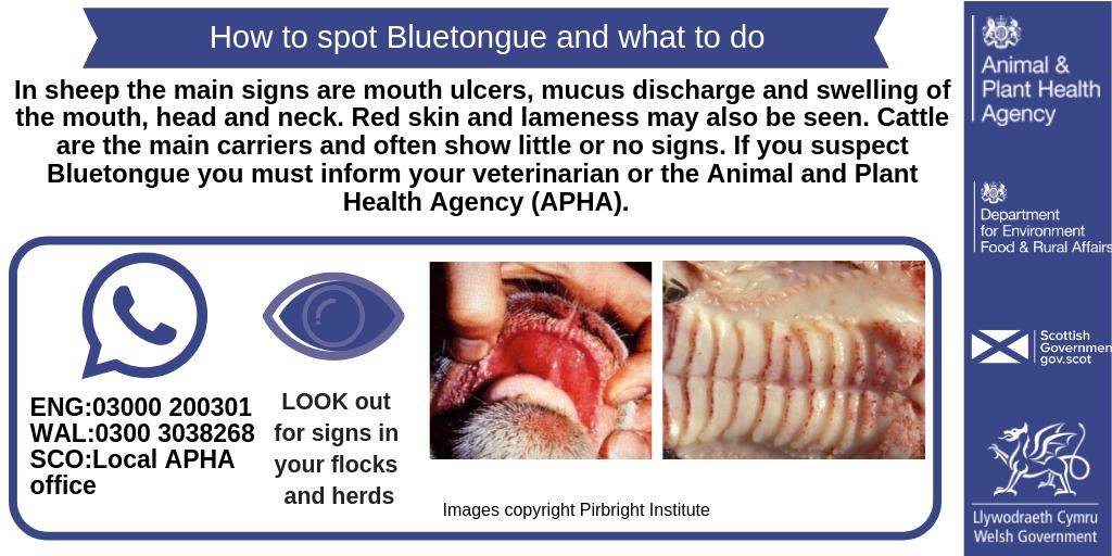 APHAgovuk's tweet image. As we approach the midge season the risk of #Bluetongue virus increases. Look out for clinical signs of BTV in your herd or flock. If you suspect it, you must contact your local vet or contact us. Visit gov.uk/guidance/bluet… for the latest information. #SheepFarmers #Cattle