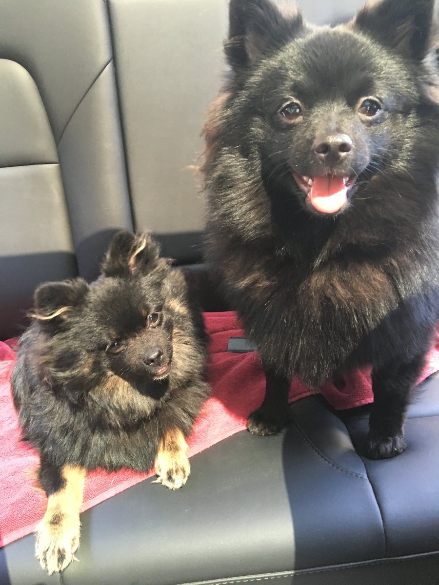 DogsRealtor's tweet photo. Hello! We are Ursa (left) and Oso (right). We are sister and brother born on Jan. 26, 2018.  We are #realtordogs in training.  When not at home chewing on our dad's socks, we are at the office or showing homes w/ #BradAdkinsRealtor @bradc21 https://t.co/qzBaNrqrzc