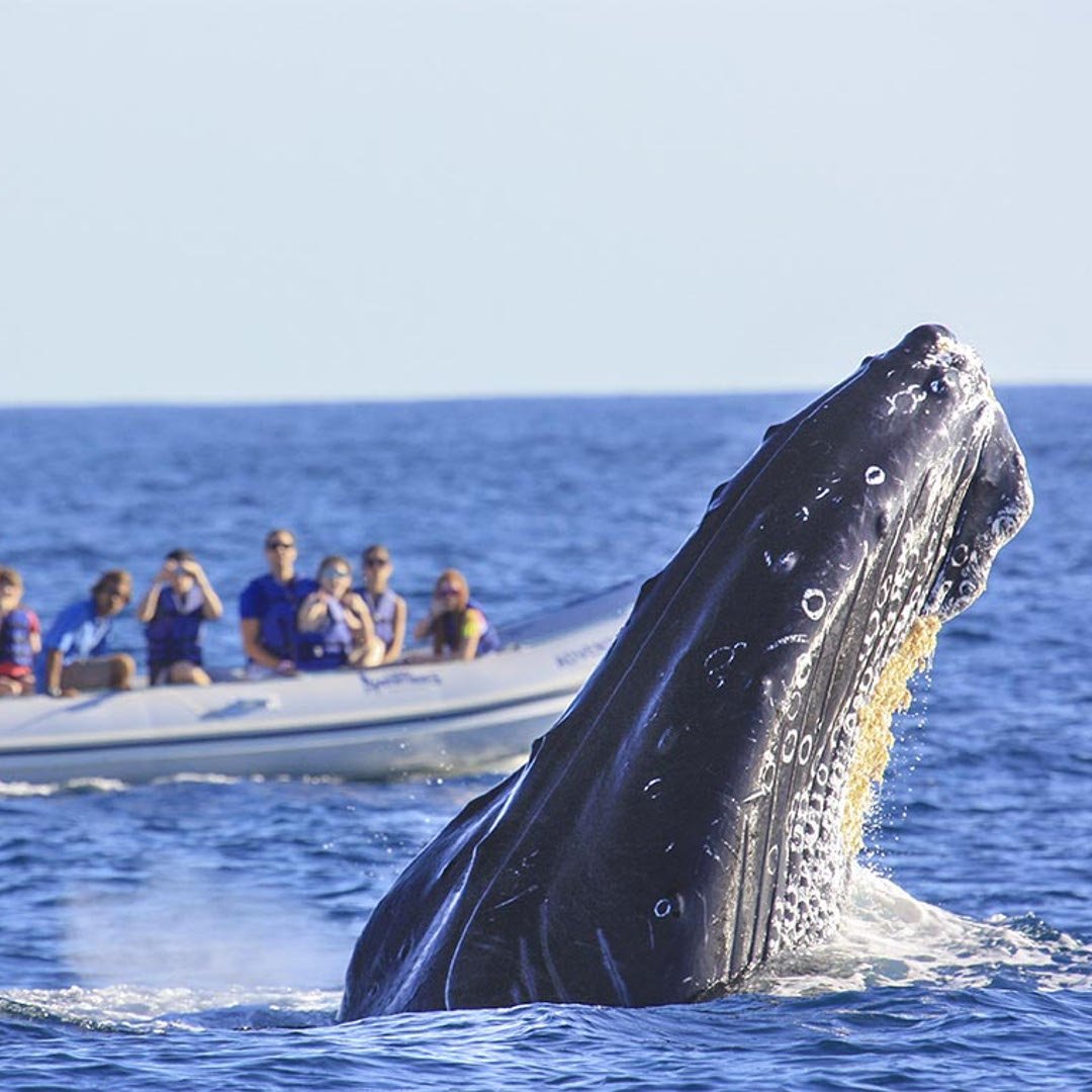 SunCabo's tweet photo. Still haven't had the chance to witness the majestic #whales of #Cabo?

Book a stay anytime at one of our featured #vacation homes for April and enjoy Buy 1 Get 1 pricing on all #whale watching safaris!

Find out more here: https://t.co/v5eQjvwKRV https://t.co/dC8tF0Rhlo
