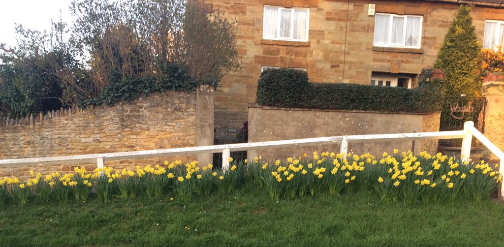 chillywickets's tweet photo. #ATouchofSpring - A host of golden daffodils πΌ https://t.co/XJ0dc87xyG