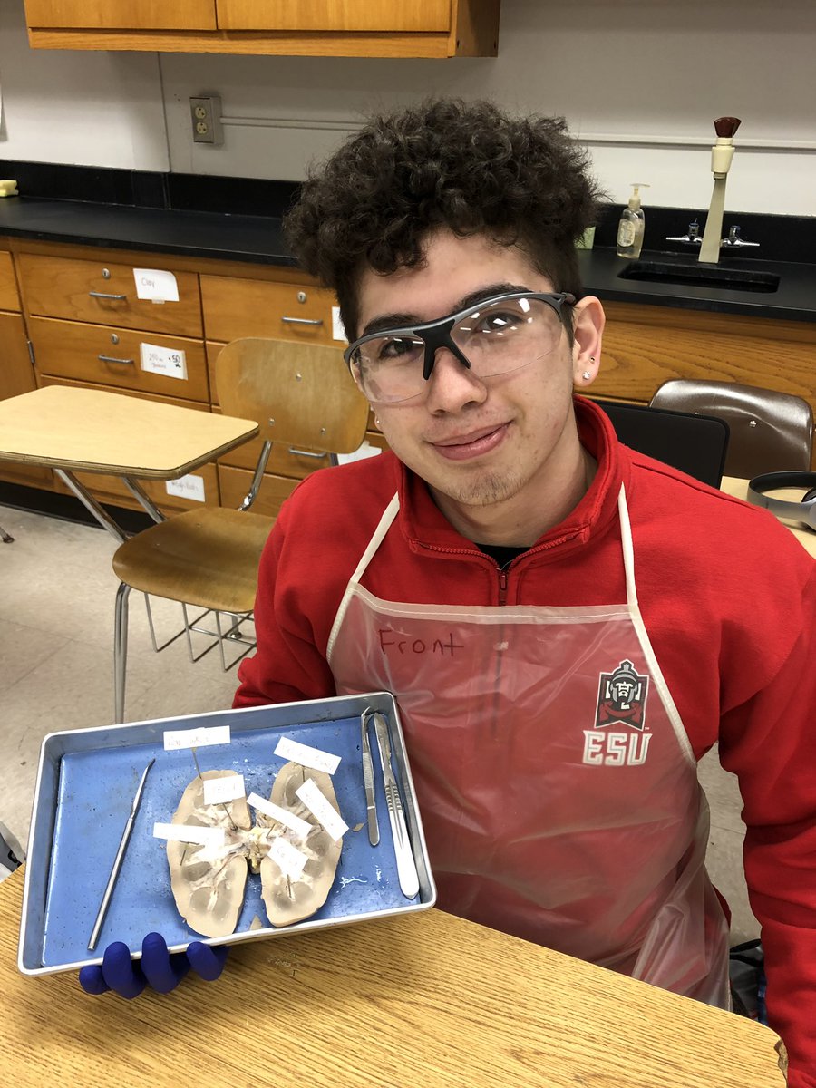 bioshemesh's tweet photo. #KidneyDissection in @PLTWorg body systems class today #TrumanScience #btsdtigers @CoachJonCraig https://t.co/ohpG8pyTZx