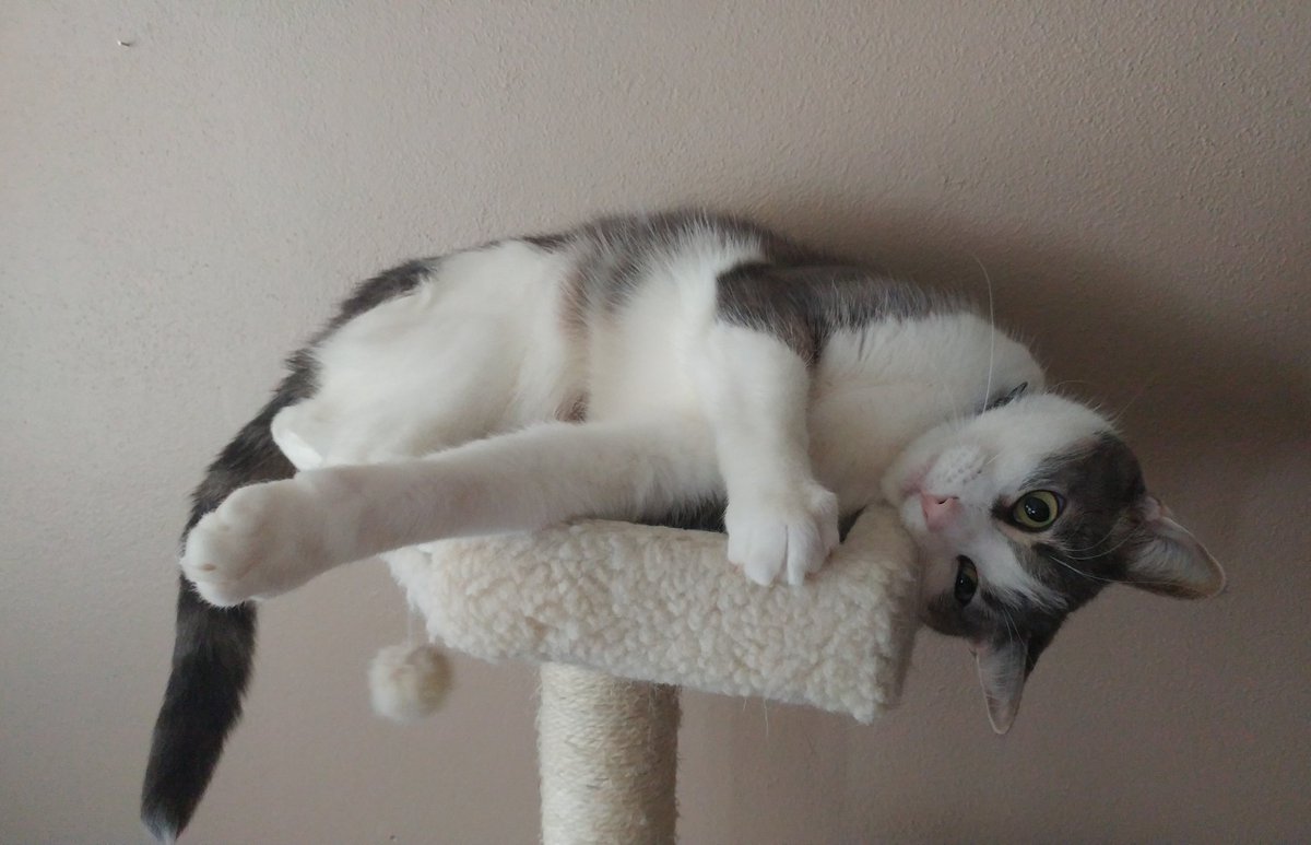 jen_knack's tweet photo. Happy 4th birthday to the cutest (and squeekiest) of all Omars! https://t.co/R23Qcm1pzr