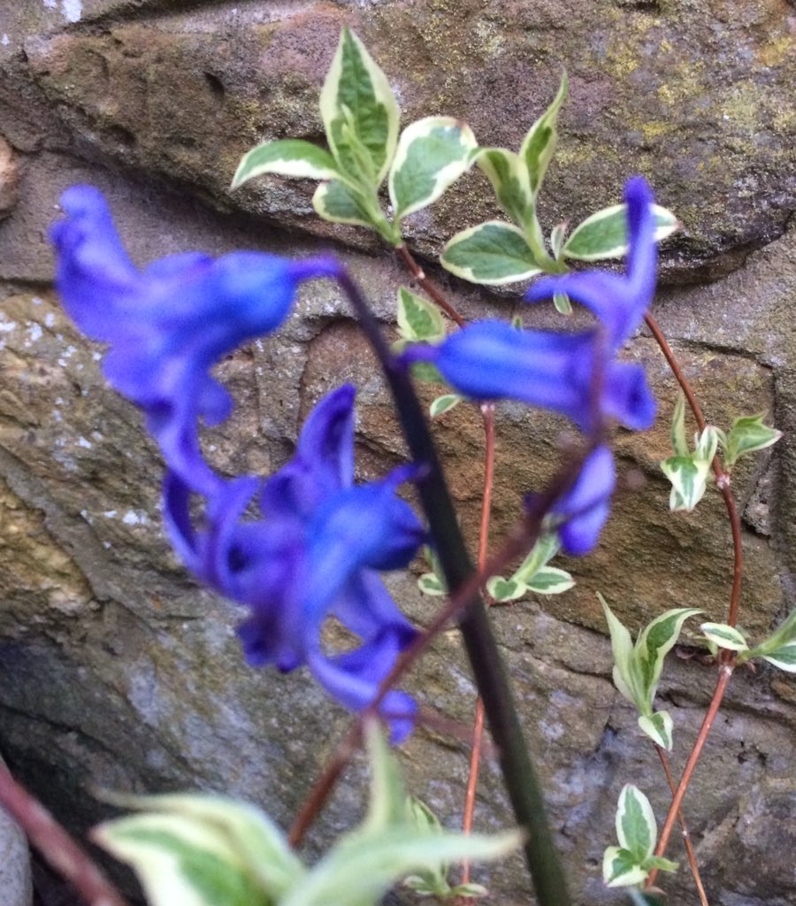 chillywickets's tweet photo. #ATouchofSpring- Bluebell https://t.co/MGIylphf6A
