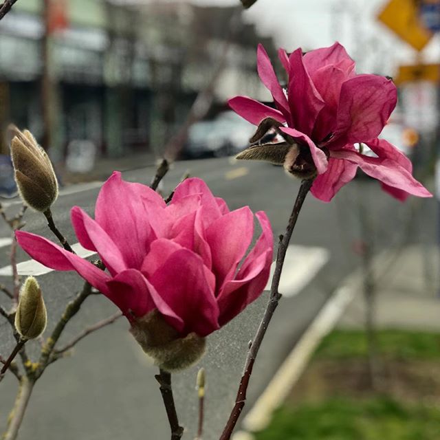 Dark pink saucer #magnolia #magnoliasoulangeana ift.tt/2UQqiGd