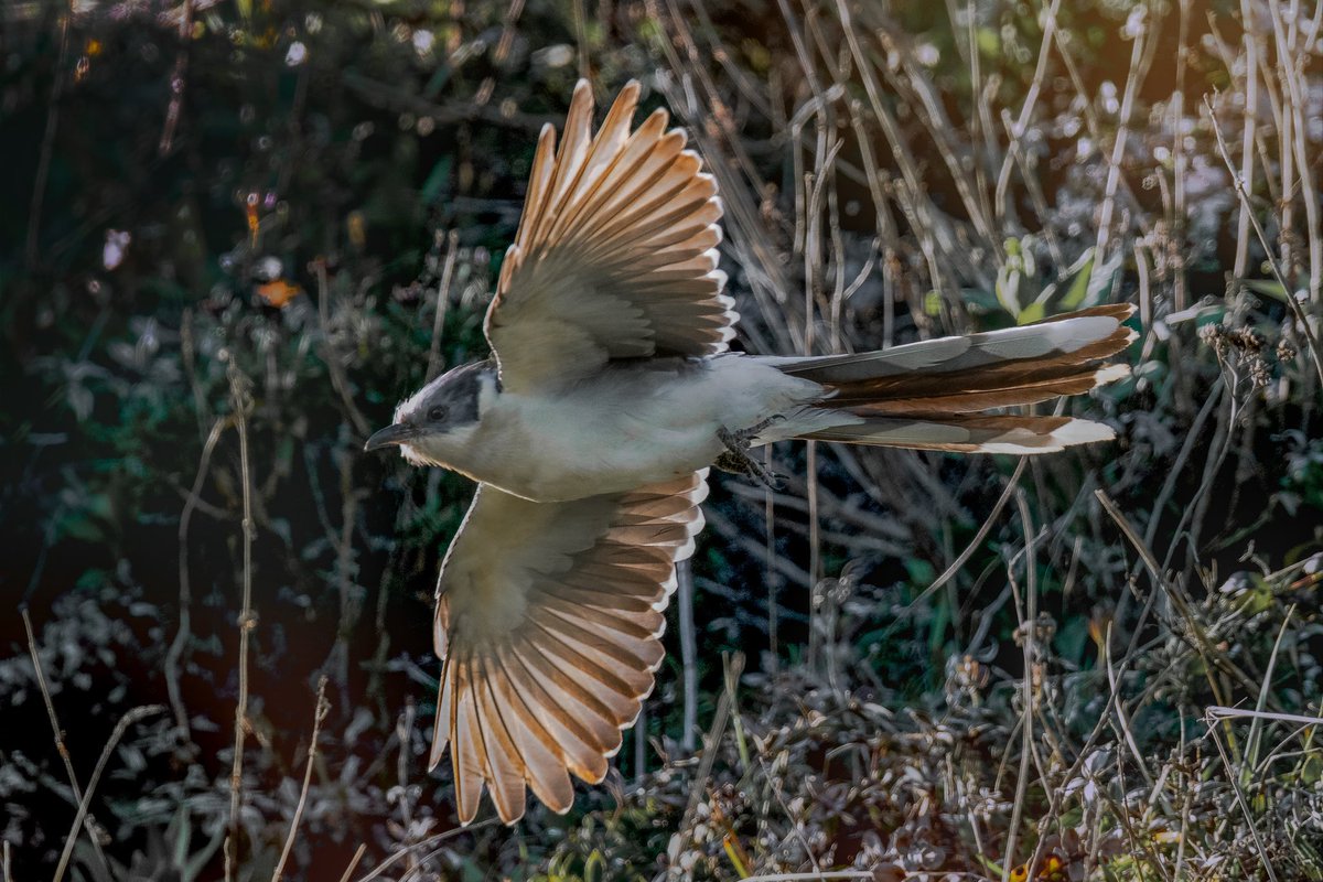 Greensub's tweet image. A study of Brown Tail Moth caterpillars being photo-bombed by the Great Spotted Cuckoo - and a few more shots. As it’s only the second ever record for the Island, I’m unlikely to have a chance to tweet many more! #greatspottedcuckoo #rarebritishbird #isleofwight #ventnor