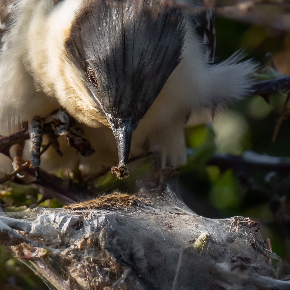 Greensub's tweet image. A study of Brown Tail Moth caterpillars being photo-bombed by the Great Spotted Cuckoo - and a few more shots. As it’s only the second ever record for the Island, I’m unlikely to have a chance to tweet many more! #greatspottedcuckoo #rarebritishbird #isleofwight #ventnor
