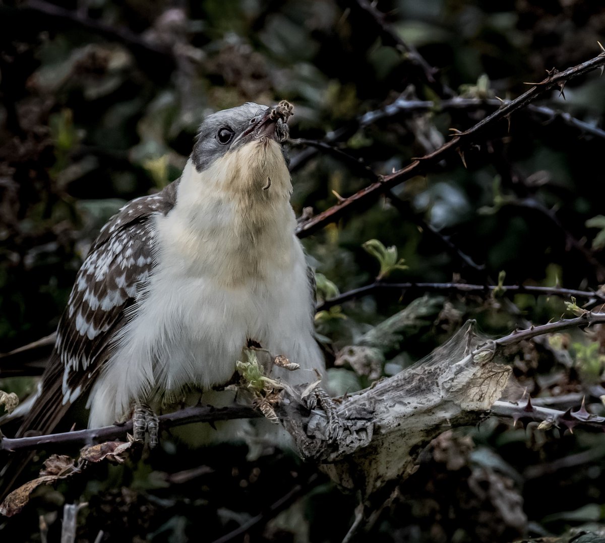 Greensub's tweet image. A study of Brown Tail Moth caterpillars being photo-bombed by the Great Spotted Cuckoo - and a few more shots. As it’s only the second ever record for the Island, I’m unlikely to have a chance to tweet many more! #greatspottedcuckoo #rarebritishbird #isleofwight #ventnor