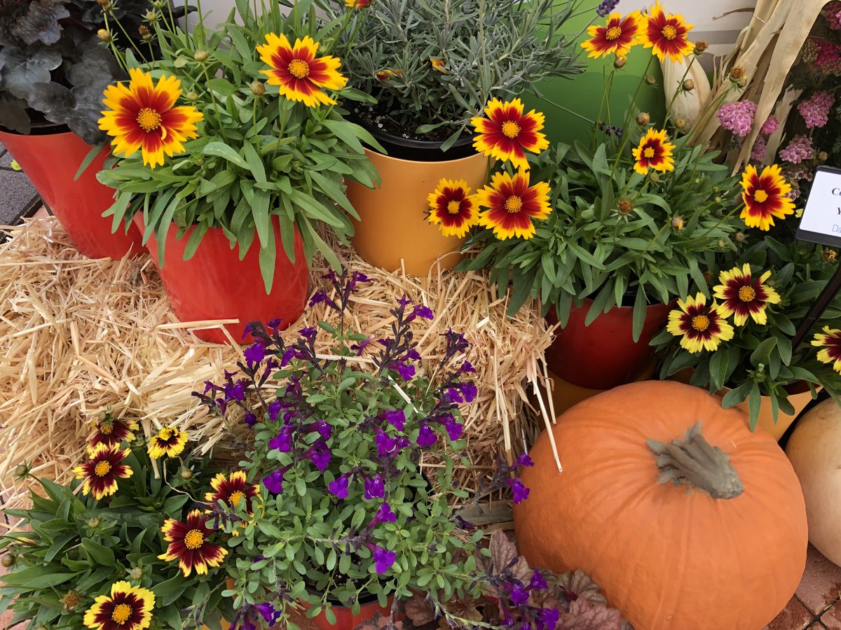 #Perennials make fantastic Fall decorator items! #CASpringTrials #CAST2019