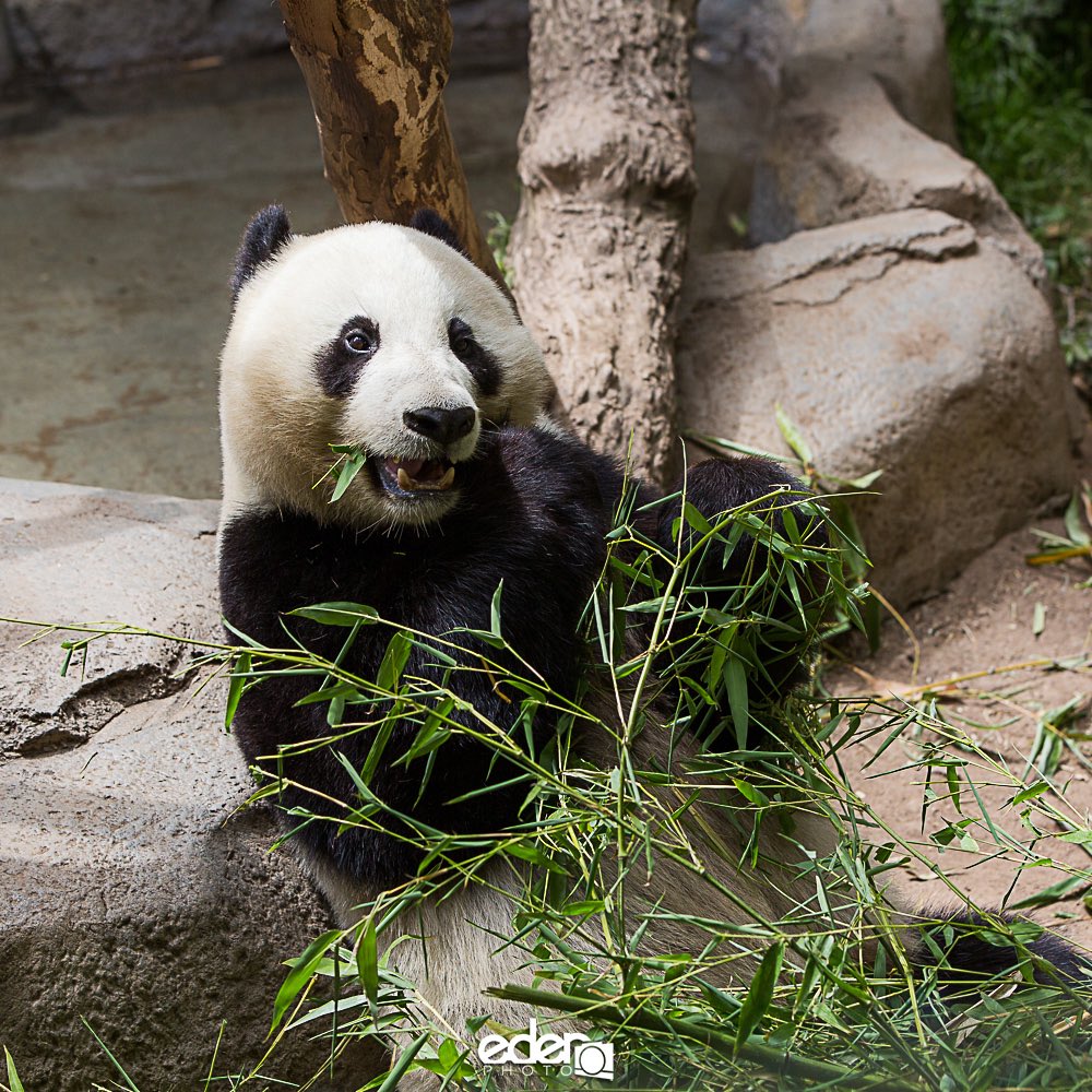 The <a href="/sandiegozoo/">San Diego Zoo Wildlife Alliance</a> pandas are going back to China. They are in exhibit until April 27th. This calls for a happy hour with pandas before the lines get too long. #Panda4Ever