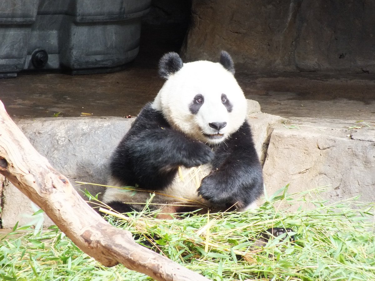 jstducky09's tweet photo. One of my fav 📸of Xiao Liwu. Along with Gao Gao, Bai Yun &amp; the rest of his siblings, they have brought me so many wonderful memories. After seeing them @sandiegozoo my ❤️for all things 🐼 began. I've traveled to 3 other countries just to visit 🐼. Now they're leaving #Panda4Ever https://t.co/wHLIKTTM9J