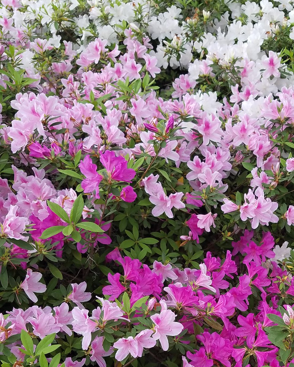 MushaboomDesign's tweet photo. Azalea season in Savannah is always stunning and inspiring! https://t.co/Dtrj4xj8Wv