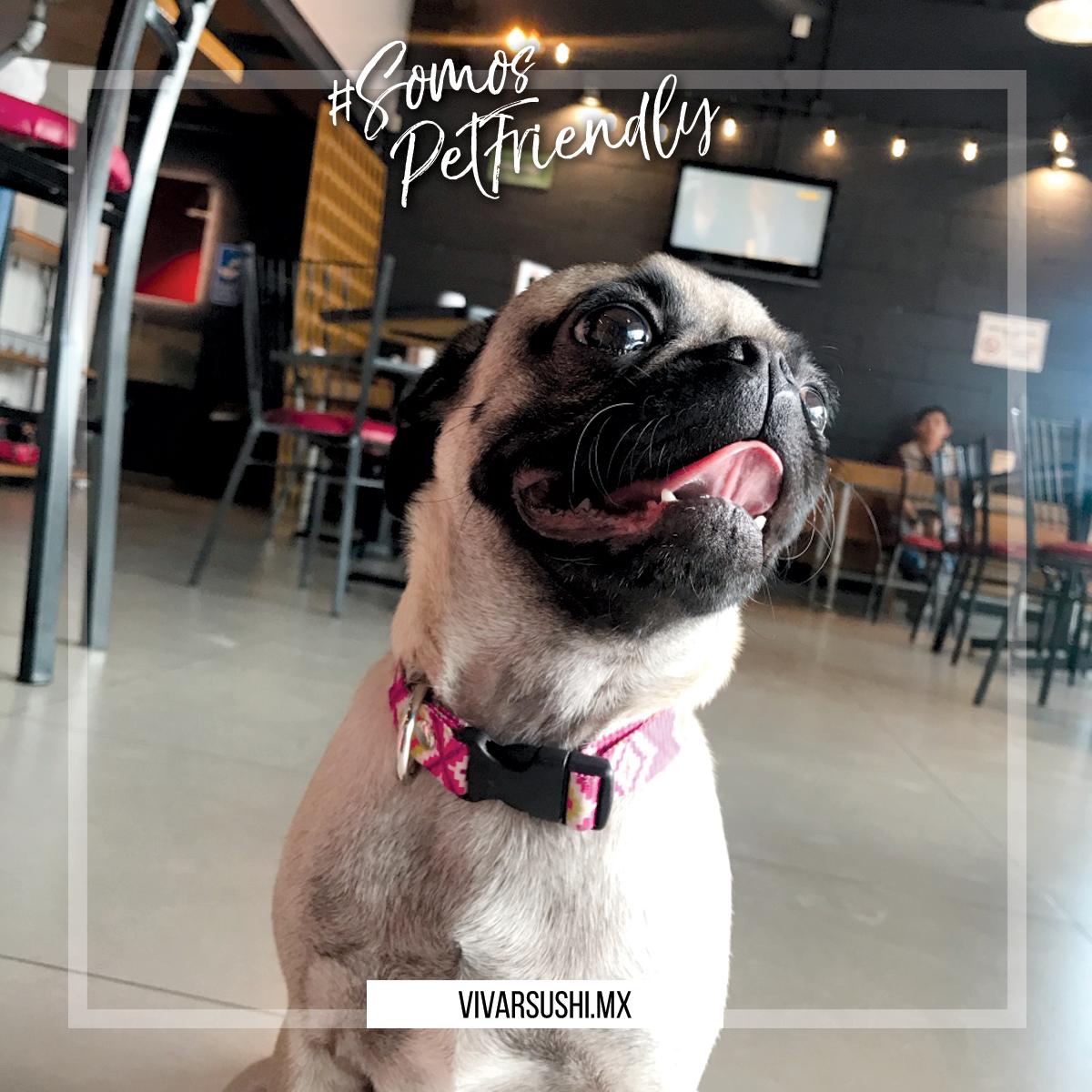 VivarSushi's tweet photo. ¡Ven a visitarnos! con todo y mascota. Somos #PetFriendly 🐶 https://t.co/8g5ZE2k4uD