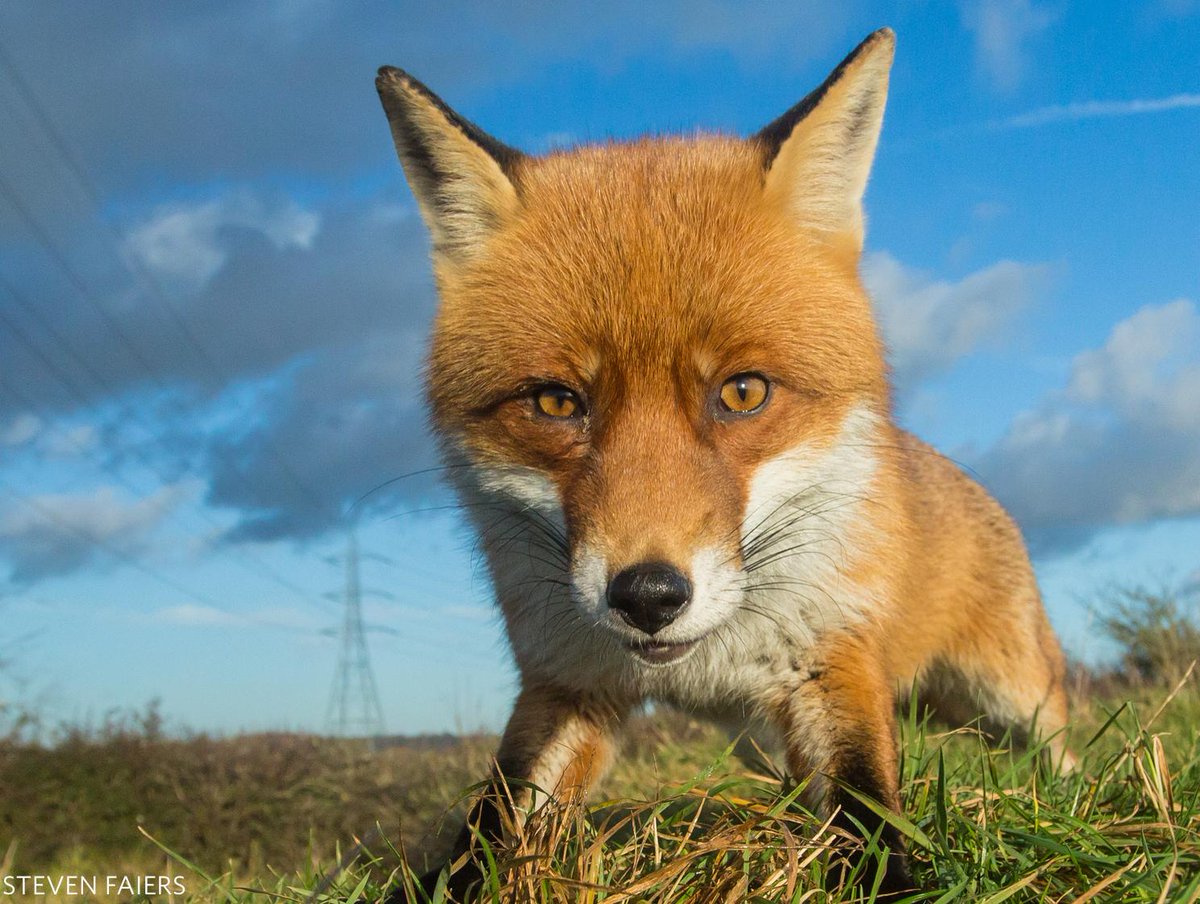 nature_org's tweet photo. Us: ...

This fox: HEY. 🦊 https://t.co/FX0vPlZEFO