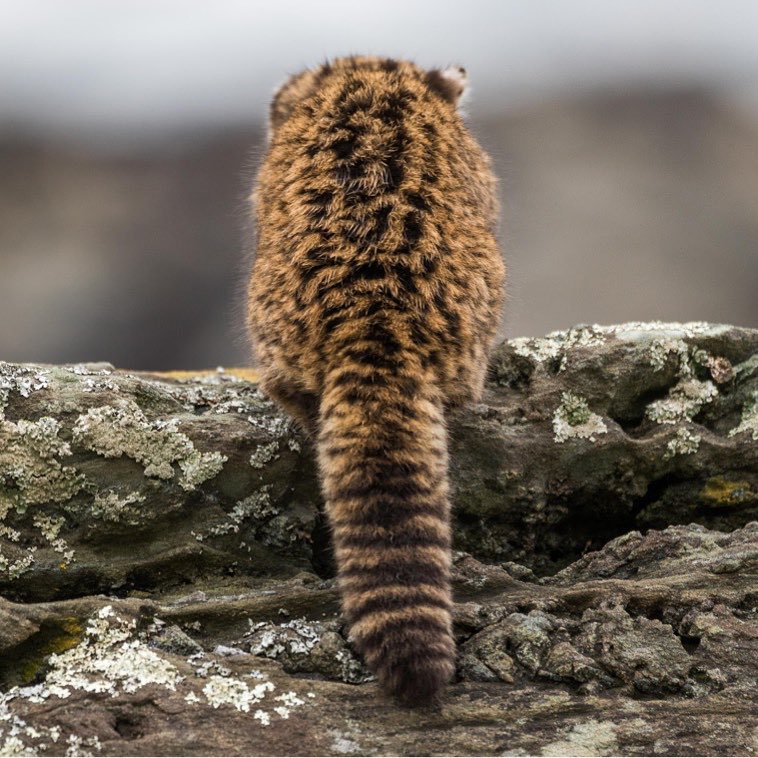 RutadeParques's tweet photo. Güiña (Leopardus guigna) es el felino más pequeño de América, habita desde la zona central de Chile hasta la Patagonia. Otro de los peculiares habitantes de los densos bosques que puedes encontrar en la #RutadelosParques | https://t.co/33XGri4Nqf | 📸: emintehess (Instagram) https://t.co/J1EFHXPPGx