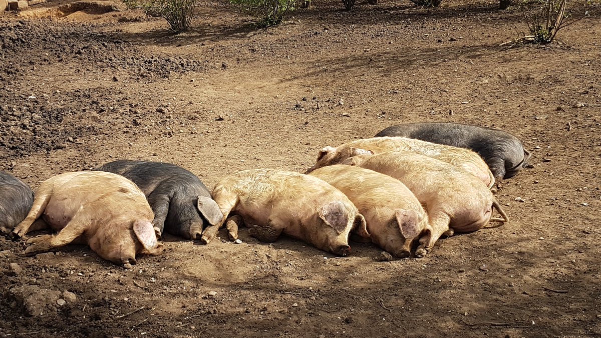 DField76's tweet image. This lot were enjoying the sunshine today and having a group #spoon cuddle at the same time 🌞 #Spring