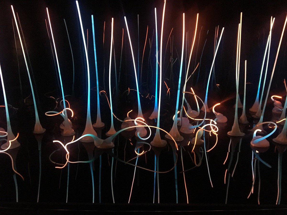 VisitSeattle's tweet photo. Did you know @ChihulyGG offers a daily hosted tour at 2pm? Bonus: the garden features 5,000 daffodils and more than 20,000 total bulbs. https://t.co/j3HZovfCjd