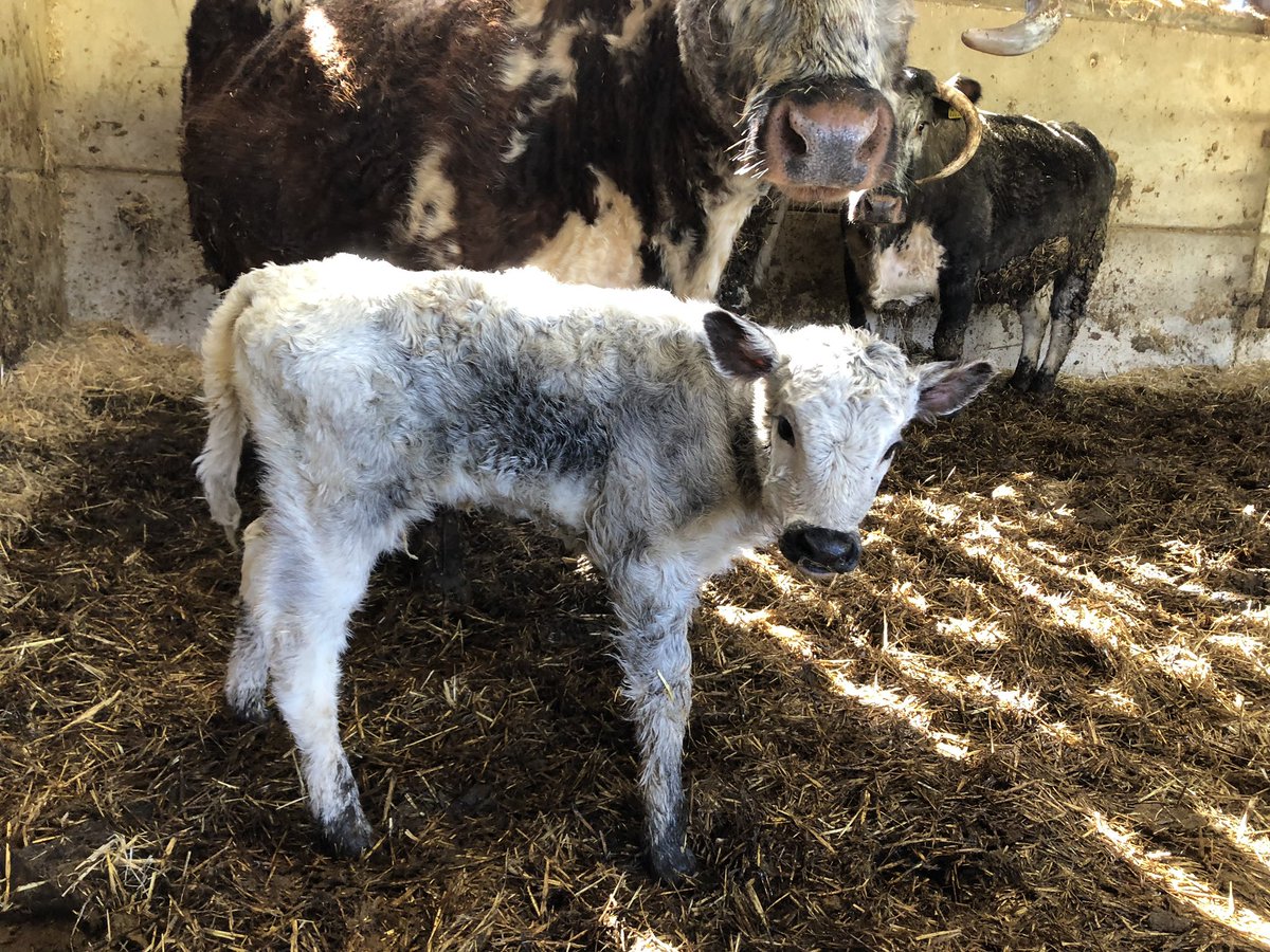 newlandfarm's tweet photo. Albion X heifer for Gill #NFCalving19 #Calfpix https://t.co/noCrvaLV9A
