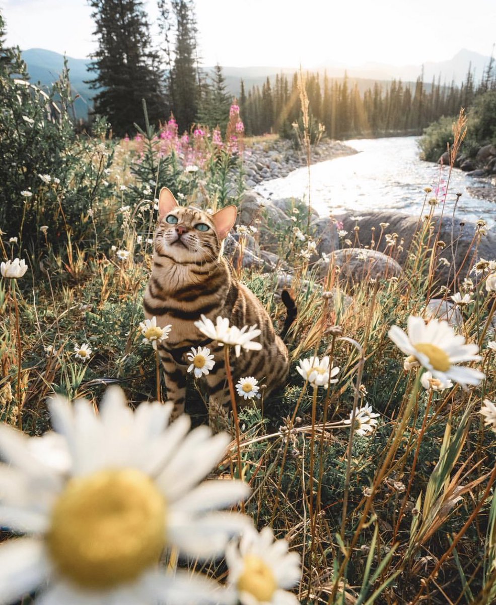 coffee_n_mtns's tweet photo. Suki the adventure cat https://t.co/wqXUH0ML6B