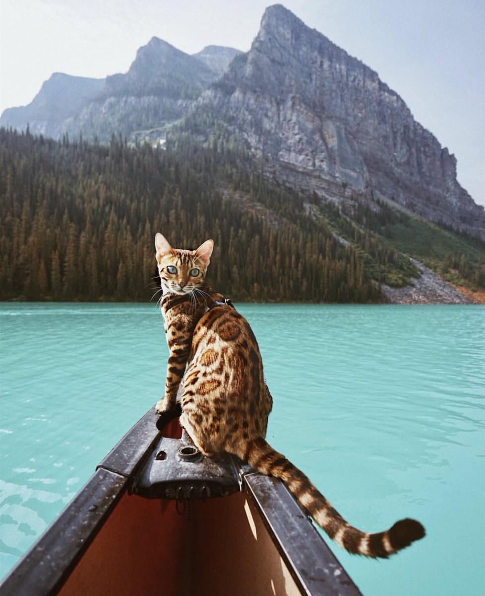 coffee_n_mtns's tweet photo. Suki the adventure cat https://t.co/wqXUH0ML6B