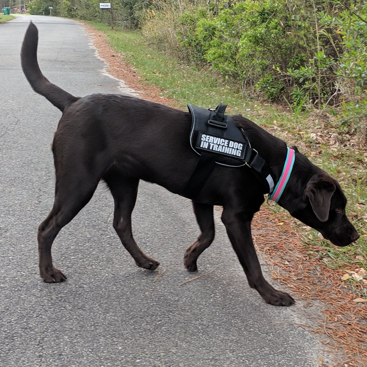TalkiAndFotina's tweet photo. Fotina's first vest arrived today 👼🏾 10.5 months and 75 pounds. #Diabetes #DiabetesAlertDog #ESPNShopDog  #ServiceAnimal #BasicTraining https://t.co/OCXuL7lPqV