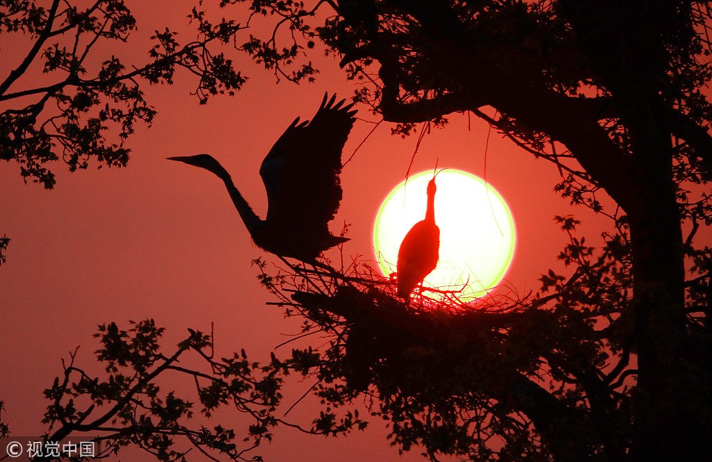 CGTNOfficial's tweet photo. #ICYMI At dusk, a pair of herons flies back to their nest in the countryside of Guiyang City, southwest China's Guizhou Province after hunting for food https://t.co/QyFSfdUgiG