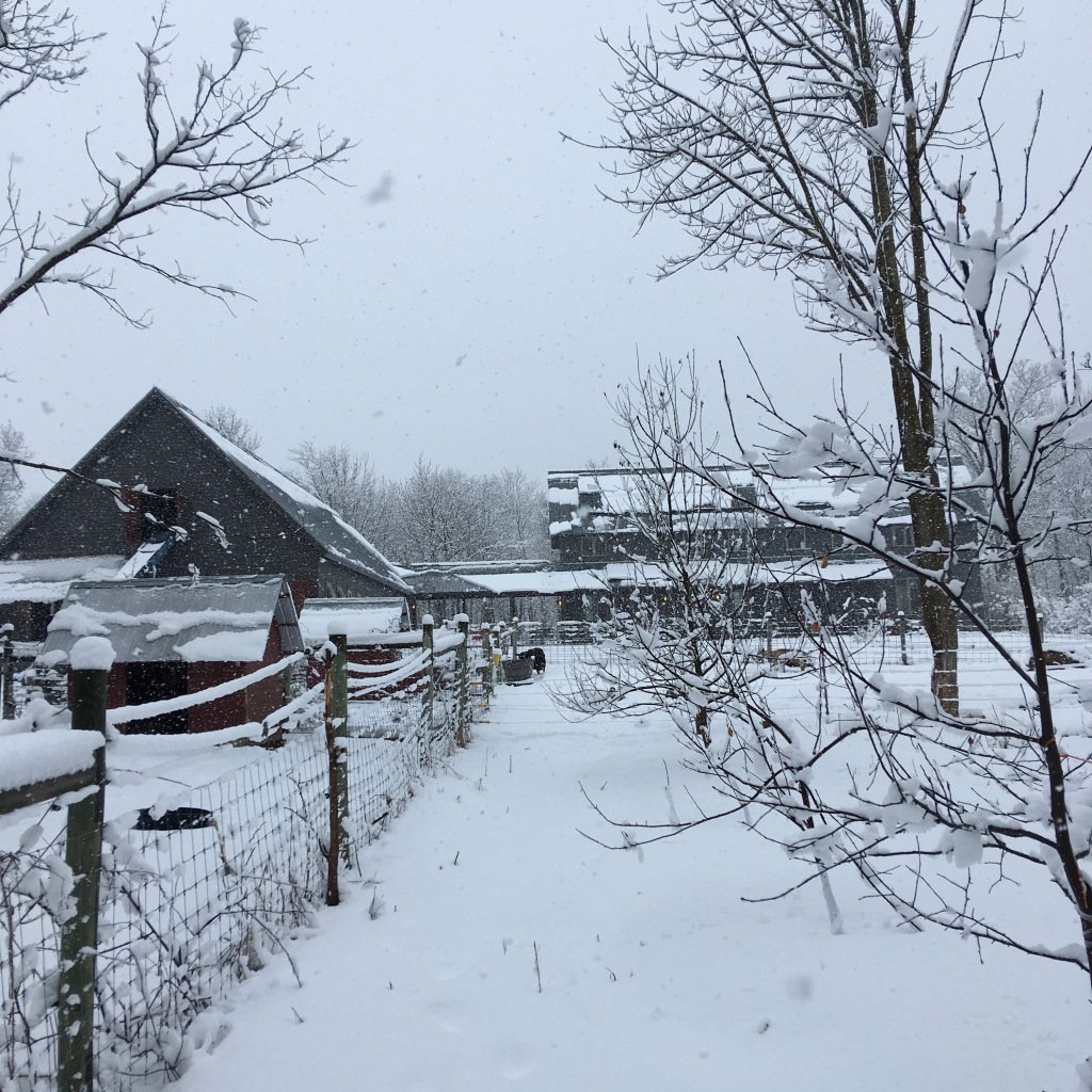 Spring Snow Day twigfarm.com/2019/03/26/spr…