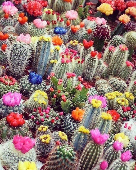 GypsetRose's tweet photo. Live life in full bloom 🌵🌸
.
.
.
#gypsetrose #gypsetstyle #gypset #gypsetter #styleinfluencer #springarrivals #bloom #cactusgarden #styleinspo #inspo #onlineboutique #fashioninspo #lifestyle #fashion #dowhatyoulove #liveyourbestlife #positivemindset … https://t.co/lNu1tqZa7e https://t.co/r43GKLaVjp