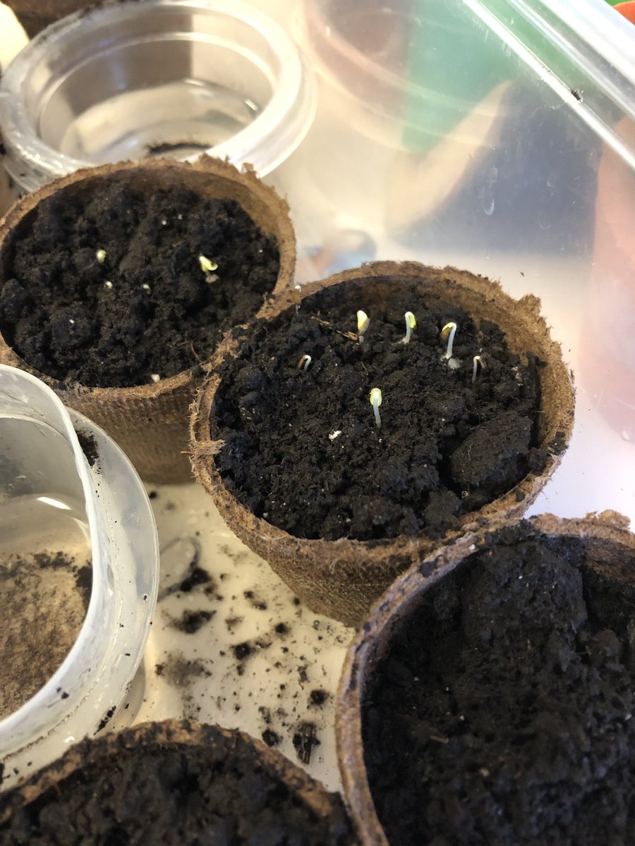 ErikaNelson2013's tweet photo. Our kinders are planting, watering and observing plant growth. #spring @WattPS https://t.co/YEsXwdRstb