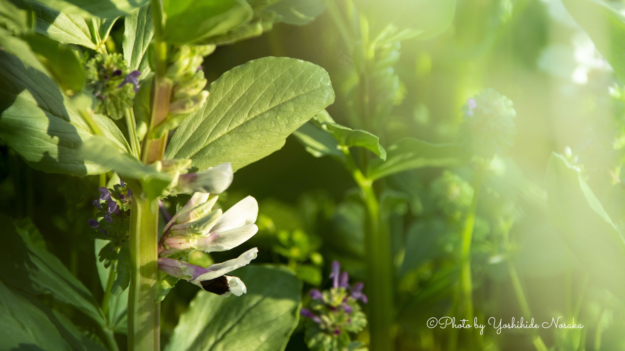 空豆の花 Twitter Search Twitter