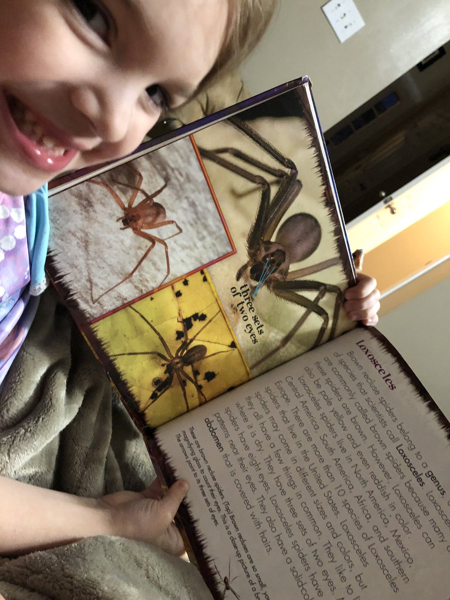 MrsForino's tweet photo. My kindergartener was surprised to learn that Brown Recluse spiders have 6 eyes. We had to figure out what three sets of two was. @MissMcMannis #mathhappenseverywhere #evenmyhouse #nomorespiderbooks https://t.co/3KshkS7mC5