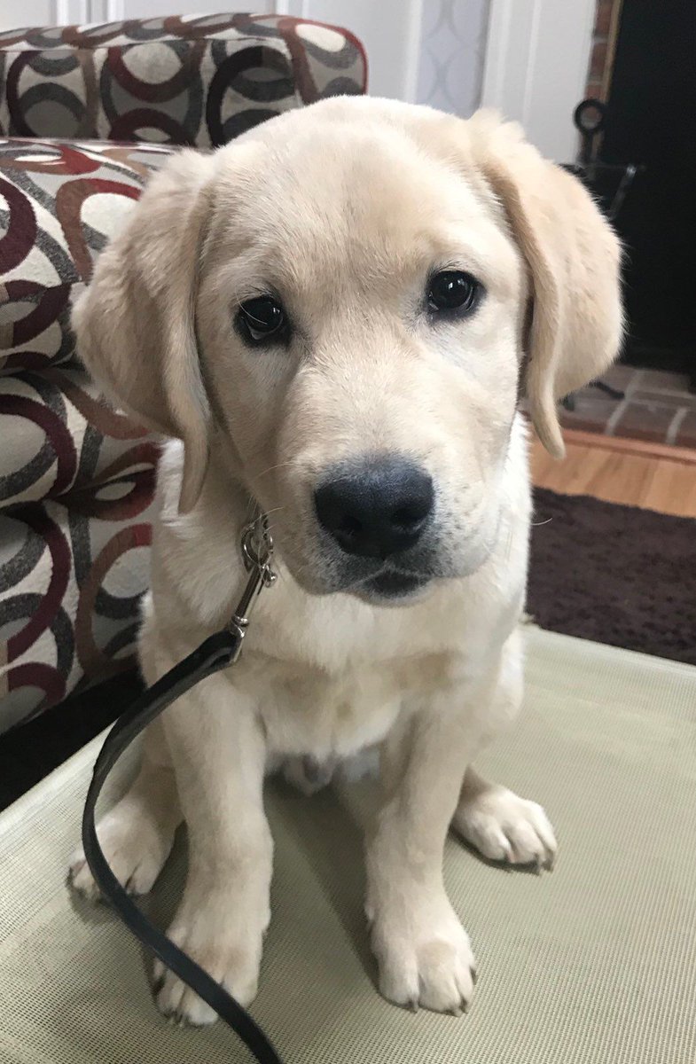 ThisAbleVeteran's tweet photo. We are in love. Ski is gonna be a game changer for his veteran 

#ptsd #servicedogs #veterans #TAV https://t.co/HSCZY8kffG
