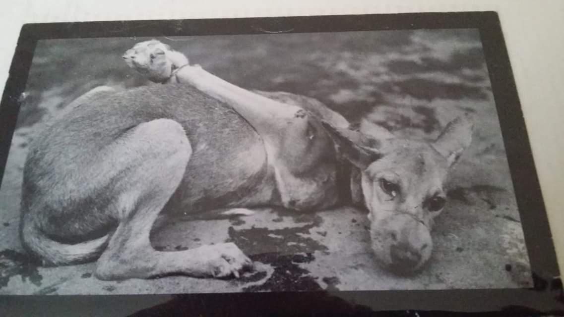 rivkalah's tweet photo. @EevaPaavilainen @dagensnyheter @SvD China gets by with boiling, burning dogs and cats alive, and your Swedish judge kisses their a**  to be a part of this height of hypocrisy... I do not understand ...have some moral fortutude https://t.co/urh7wOCaau