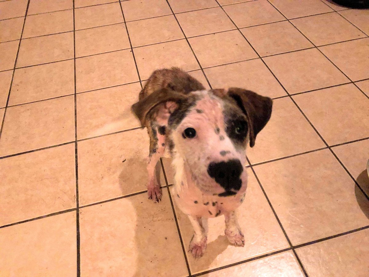 MatchdogR's tweet photo. @SandraK93322487 She's doing so much better already! https://t.co/RCVgWogTzH