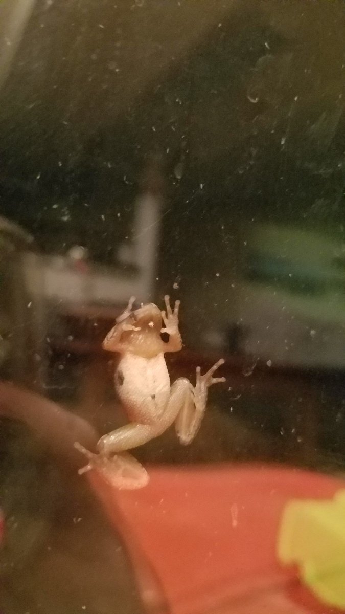 WLT_NY's tweet image. Jeepers, creepers, have you seen those #springpeepers? We have! We invite you to join us on Friday at WLT’s William K. Love Preserve as we search for migrating #amphibians during a family-friendly walk.  @westchestergov @GroundworkHV eventbrite.com/e/big-night-am…