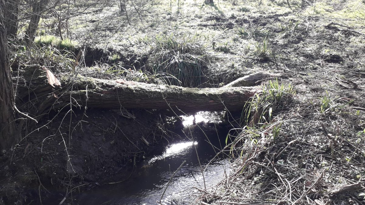 wendy_bufton's tweet photo. The first project is now complete on the Beesmoor Brook (tributary of the Isbourne). 8 leaky dams, of various varieties installed over a 500m stretch of watercourse. #nfm #naturalfloodmanagement #worcestershire #isbourne #slowtheflow @worcscc @DaveThroupEA https://t.co/EsPc5cAktz