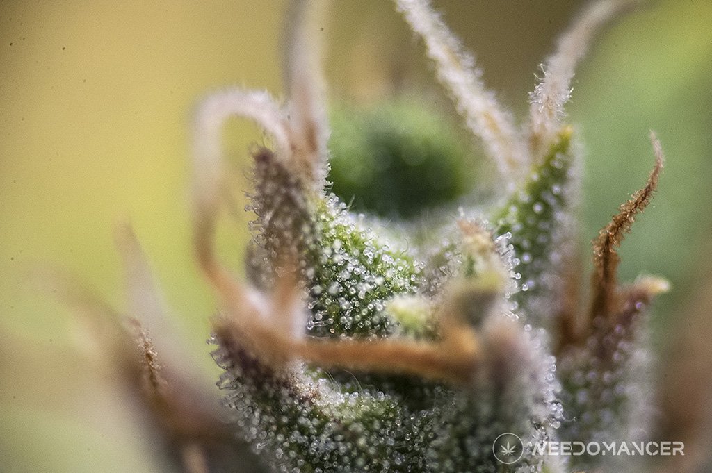 WeeDoMaNCERbook's tweet photo. Es hora de cosechar las #sweetnurseautocbd de @sweetseeds_es. 60 días bajo las #hlg100 de @todogrowled #weedomancer #autocultivo #legalizacion #marihuana #CannabisCommunity #cannabisculture #marihuanamedicinal #CannabisMedicinal #CannabisRegulacionYa https://t.co/ja8y0qlFr7