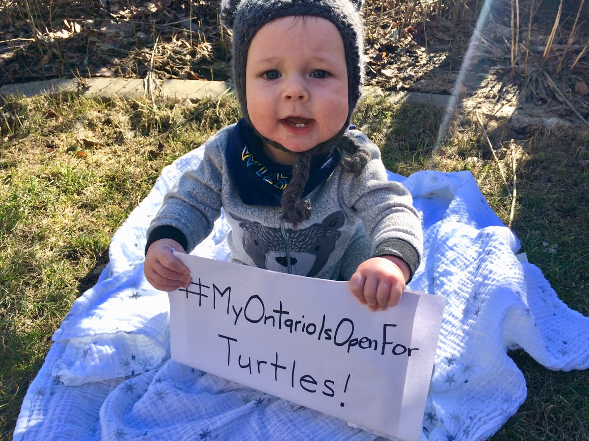#MyOntarioIsOpenFor Turtles! In Ontario, 75 percent of reptiles are listed as at risk. #SaveOntarioSpecies
