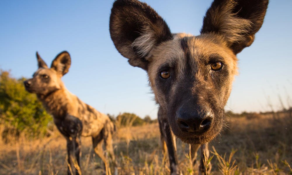 How do you spark and revive ecosystems? Reintroduce predators! 

#EcosystemRevival #Predators #GorongosaNationalPark #AWindowonEternity #WildDogs