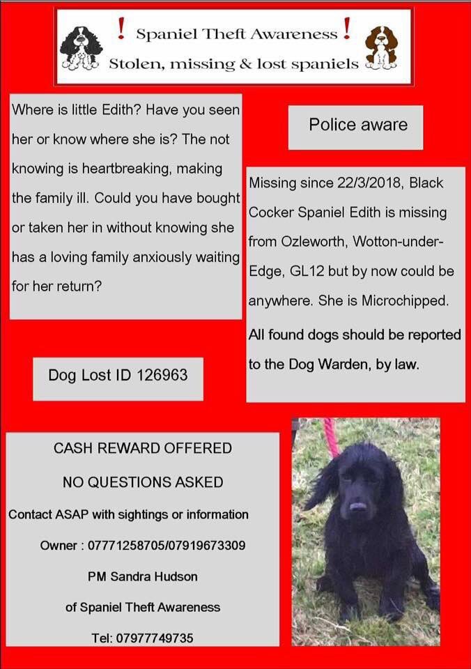 missingdogs155's tweet photo. Female Spaniel Edith Missing From Gloucester since 22/3/18😞Facebook-HELP FIND EDITH💕💕 #findEdith https://t.co/Z9aKy61BgO