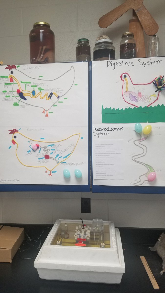 RyanRupert22's tweet photo. What fowl things are going on at Greenwood these days? #psuaged19 https://t.co/cuHRYYMvbA