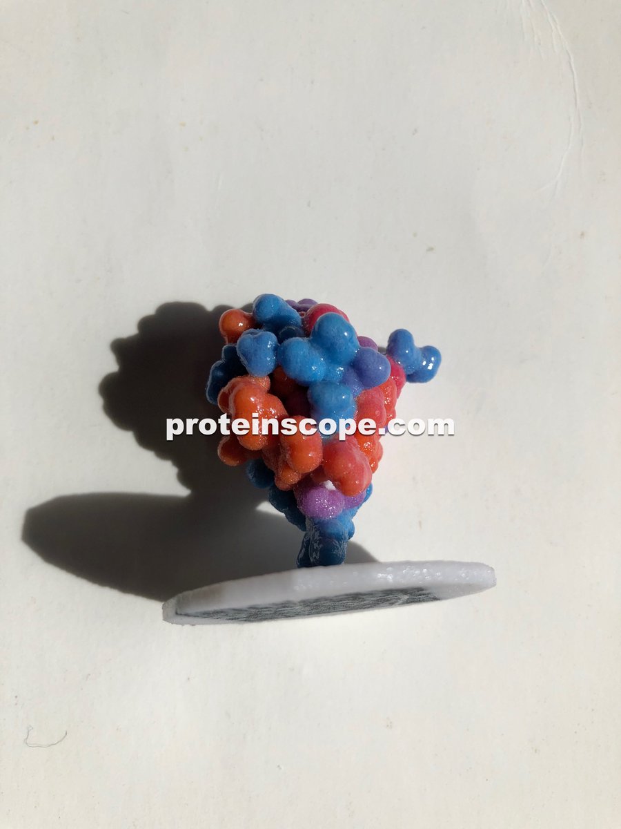 ProteinScope's tweet image. Latest 3D print of @buildmodels 9INS insulin #protein just arrived, glossy full color sandstone in the Hydrophobicity color scheme. #3DPrinted with the @shapeways @ShapewaysAPI 3D print ordering in ProteinScope for Mac, on the #MacAppStore now: uplink.to/psmac
