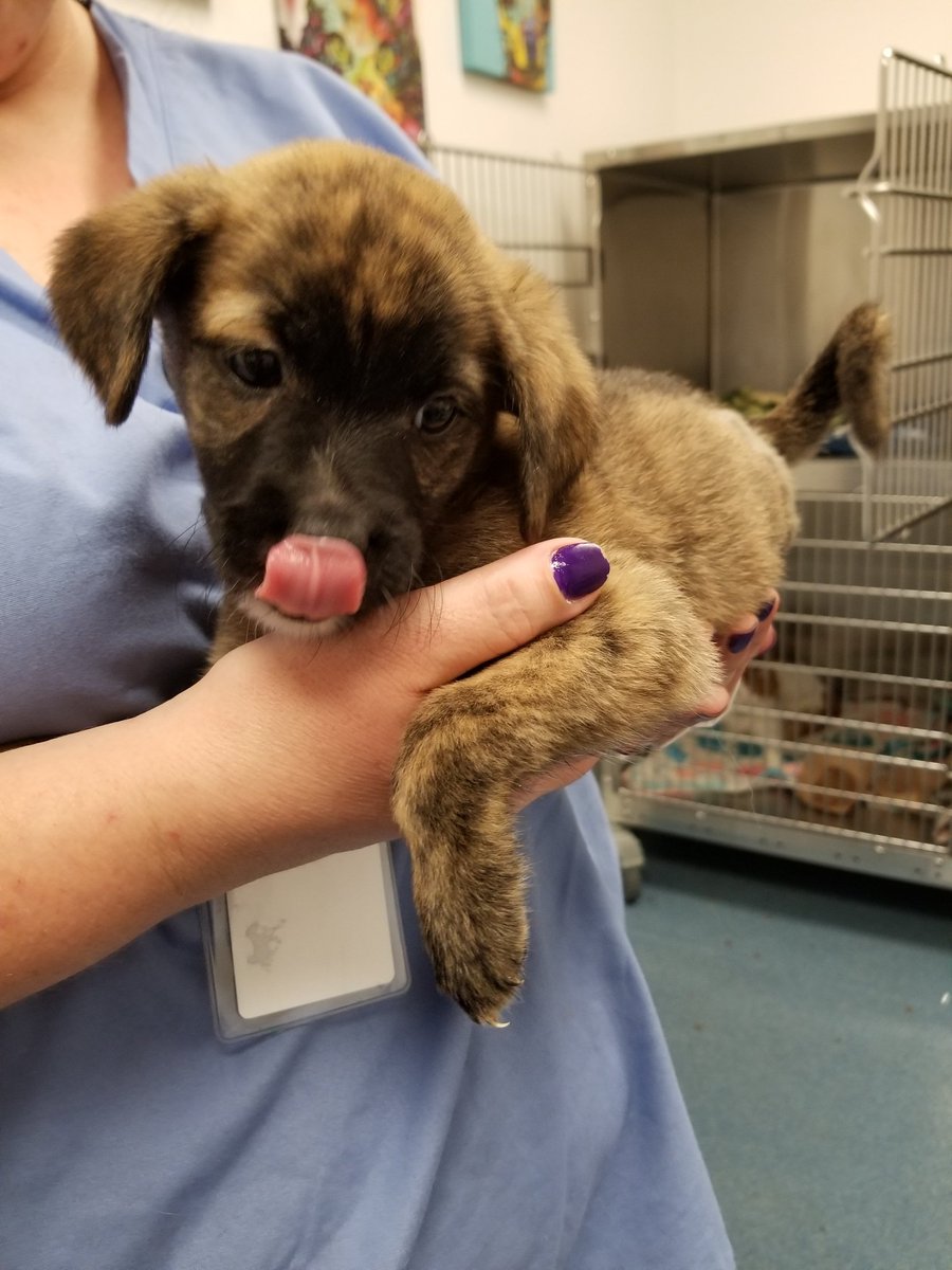 MatchdogR's tweet photo. Update on our little guy Denim 💕 He is doing great! Now that he's healed up and healthy, time to find his #fureverhome !!
#rescuedog #PVAC #AdoptDontShop https://t.co/bC2vrpnBlA