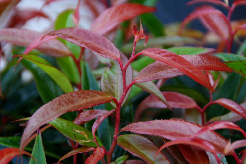 mr_plantgeek's tweet photo. If you can't get the elusive Banksy to graffiti your garden, try Leucothoe 'Burning Love' instead! Find out more about this artistic plant here: https://t.co/WL3mGLyCbr #Leucothoe #LeucothoeBurningLove #PlantFocus #Gardening https://t.co/wLKM5opQSx