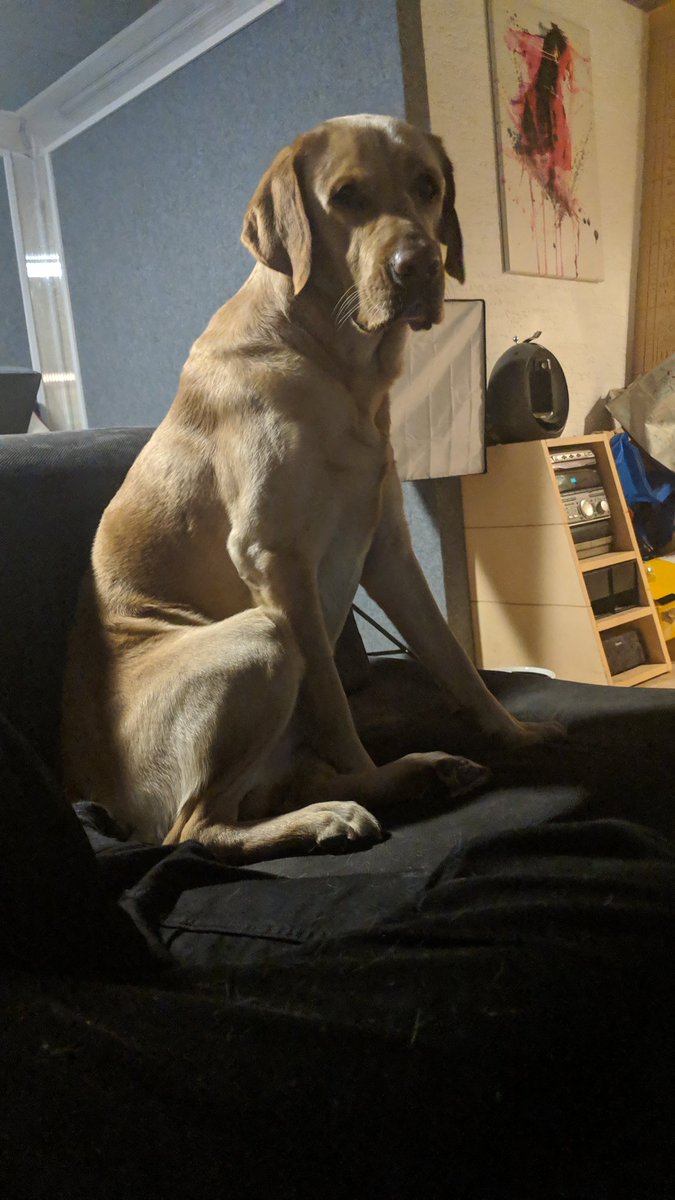 EpwScotty's tweet photo. Hallo. Ich bin Doggo. https://t.co/KiEXGImDQy