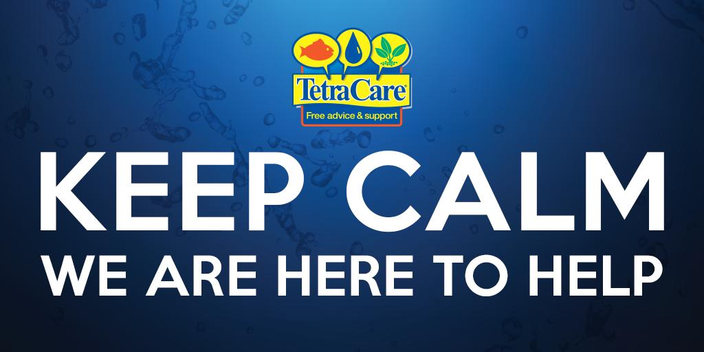 TetraFish's tweet image. bit.ly/2JDSfQr
#aquariumcaretips #fishkeepingtips #tetracare