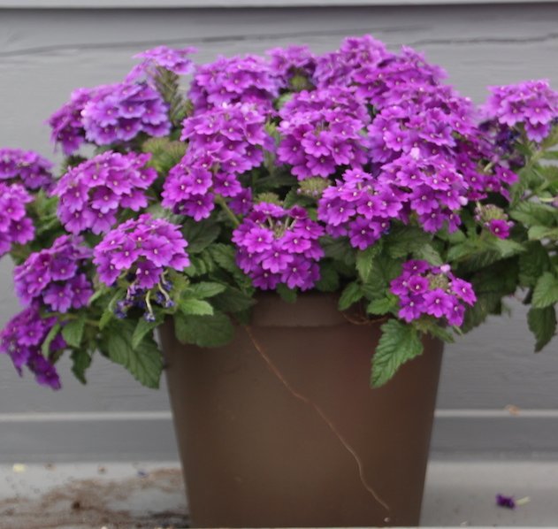 GPNmag's tweet photo. Check out the new introductions from @Proven_Winners, @SyngentaFHG, @BeekenkampNL, @MonroviaPlants and Danziger that caught our eye on Sunday https://t.co/Sv2s3aDbzh #CAST2019 #SpringTrials https://t.co/MTk1z5VAfz